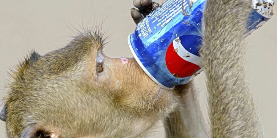 Affe trinkt Pepsi