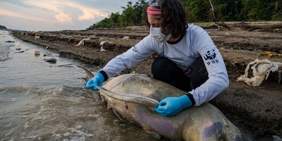 Eine Mitarbeiterin des brasilianischen Instituts Mamiraua untersucht einen toten Flussdelfin.