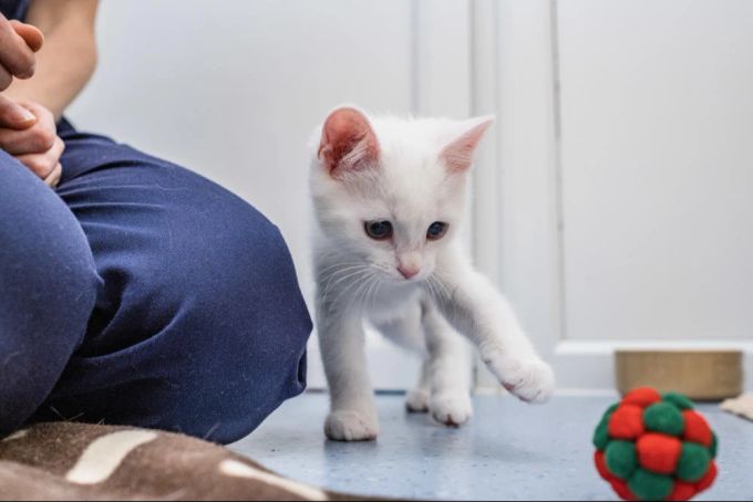 Tiny Tim wurde beinahe von einem Müllwagen erdrückt. Katze spielt mit Ball