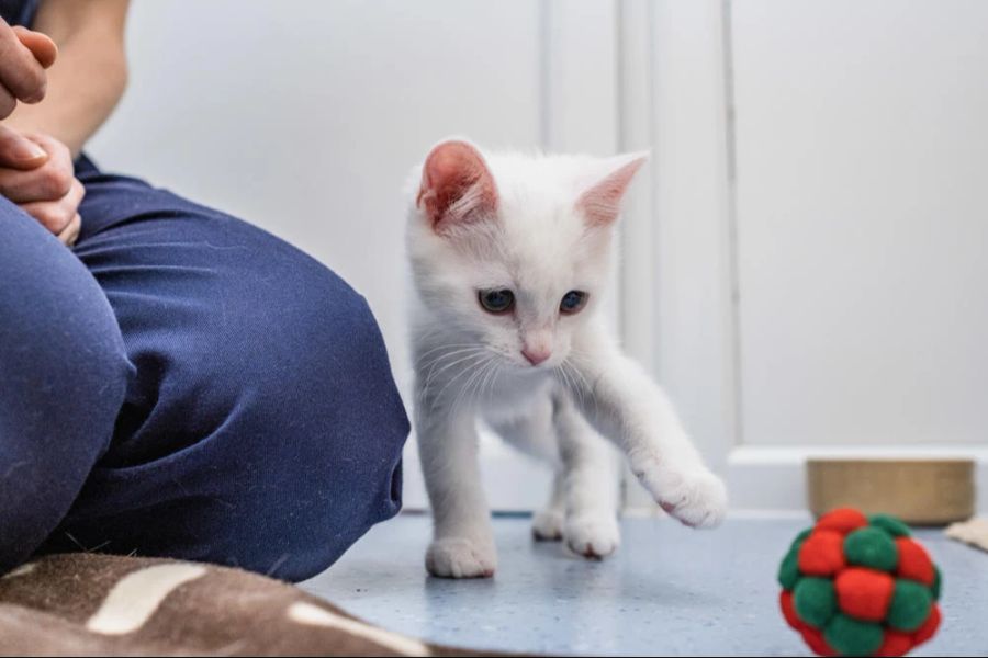 Katze spielt mit Ball