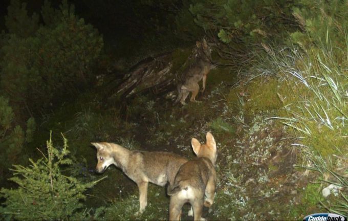 Auf diesem Bild wurden im Jahr 2014 die Jungwölfe des ersten Schweizer Wolfsrudels mit einer Fotofalle aufgenommen. (Archivbild) wölfe abschuss sender verfolgung