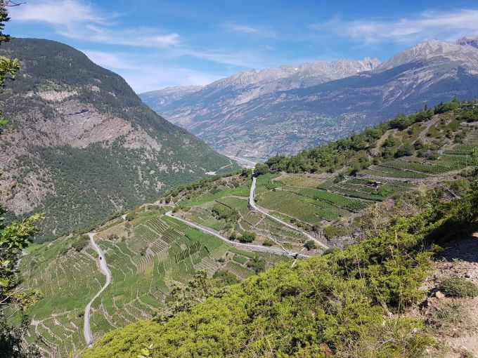 Der Reblehrpfad führt durch den höchsten Weinberg Europas. Rebberge