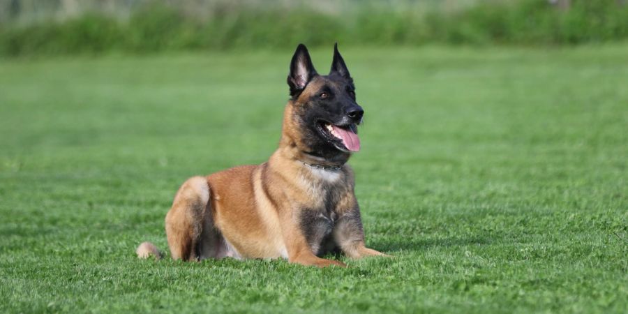 Polizeihund «Chevy»