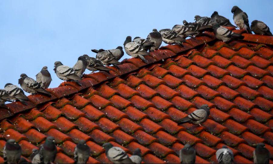 Tauben nisten sich auch auf Balkonen ein – wenn es ihnen gefällt.