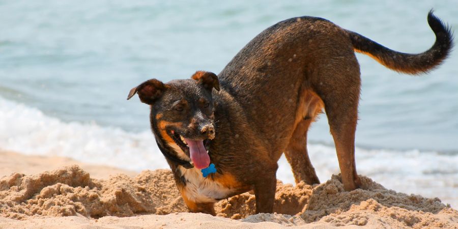 Hund Strand Graben Loch