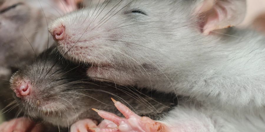 mehrere junge Ratten schlafen
