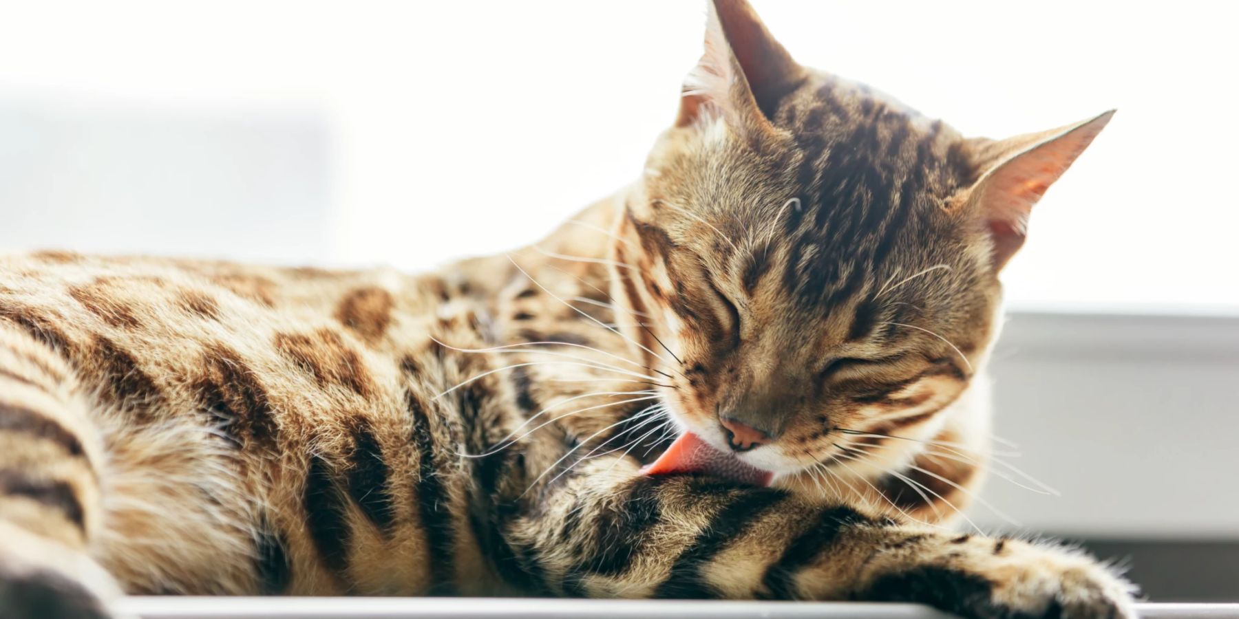 Katze Beißt Sich Beim Putzen Ins Fell Warum Katzen ständig ihr Fell putzen | Nau Tiere