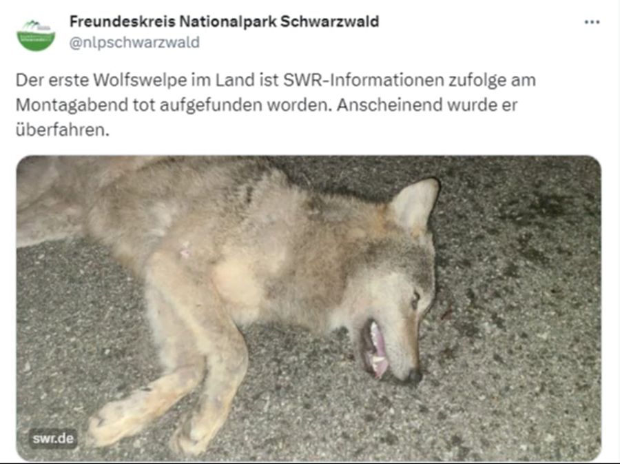 Mit dem Tod des Welpen ist das erste Wolfsrudel von Baden-Württemberg aufgelöst.