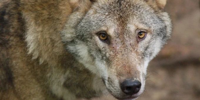 Im Neuenburger Jura - Wolf tötet Kalb und mehrere Schafe