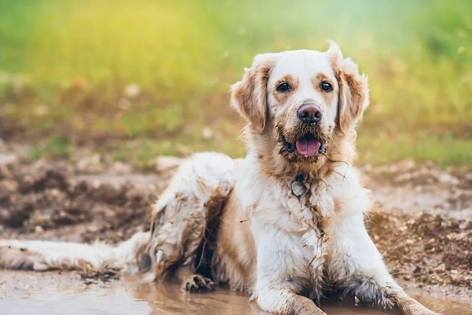 Hund im Schlamm