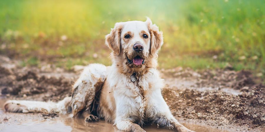 Hund im Schlamm