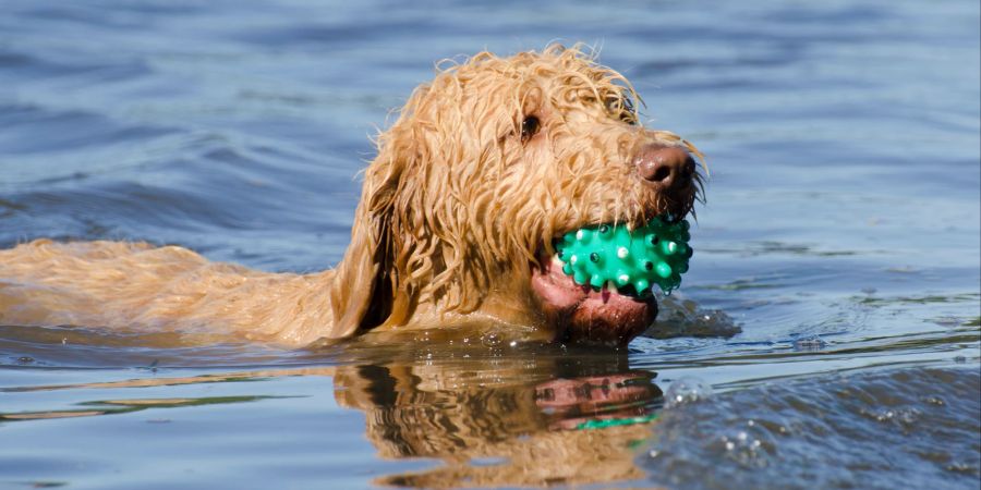 Schwimmender Hund