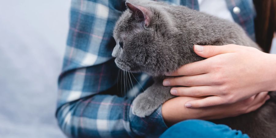 Frau streichelt Katze