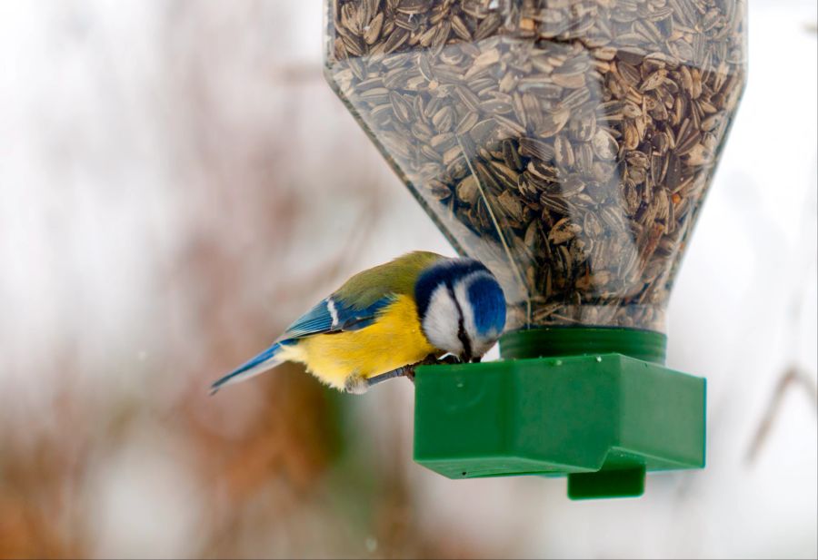 Vogel Tierschutz