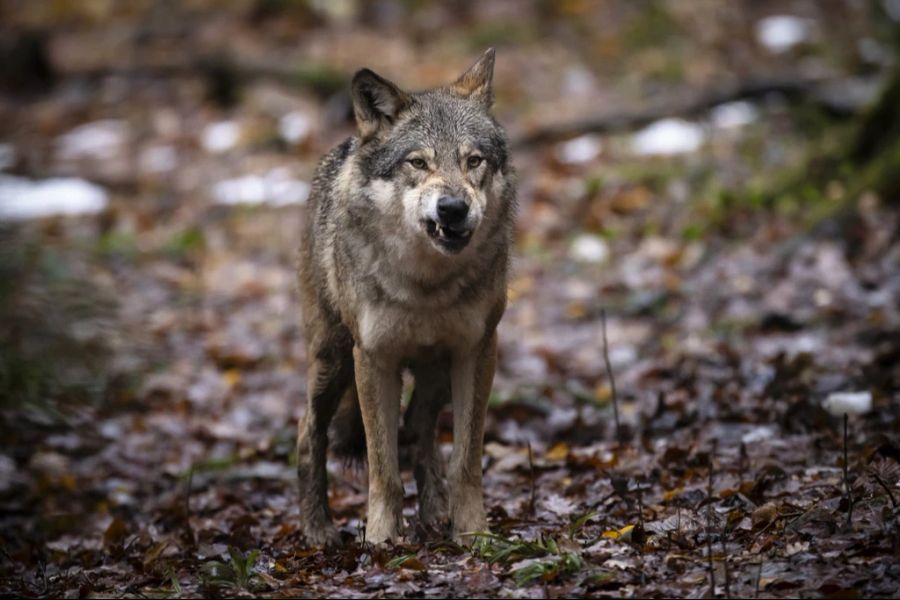 Der Jäger meinte bei Nacht, er habe einen Wolf im Visier.