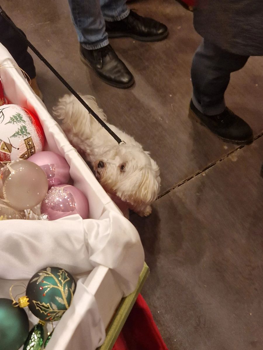 An Weihnachtsmärkten erleben Hunde die pure Reizüberflutung, warnen Tierheime und Tierschützer.