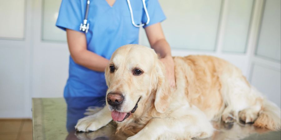 Symptome einer Vergiftung bei Hunden sollten ärztlich abgeklärt werden.