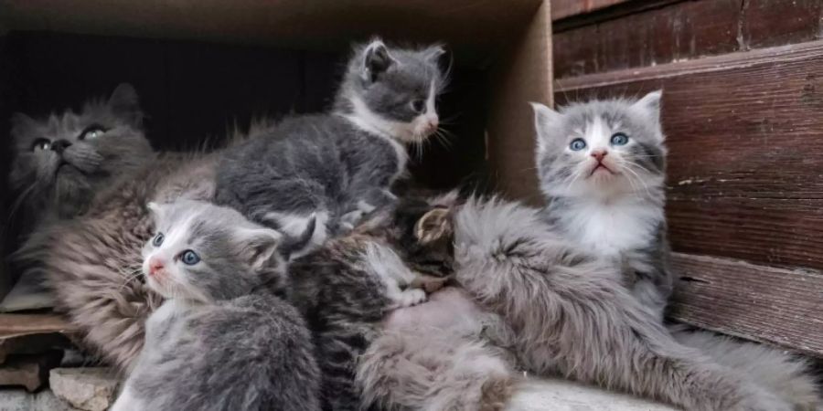 katzen