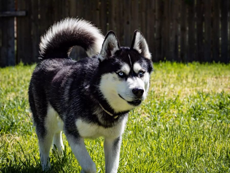 Ein Husky