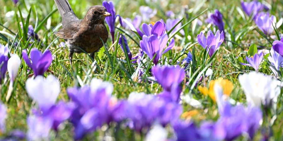 Frühling am Bodensee: Eine Amsel läuft im Uferpark durch eine Wiese voller Krokusse.
