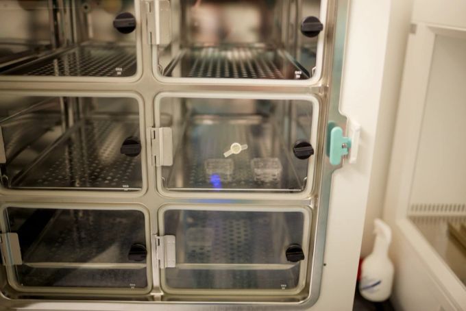 Eizellspende künstliche Befruchtung