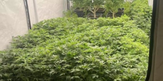 Marihuana, eine grössere Menge Schuss- und Stichwaffen sowie Munition wurde sichergestellt. Marihuana