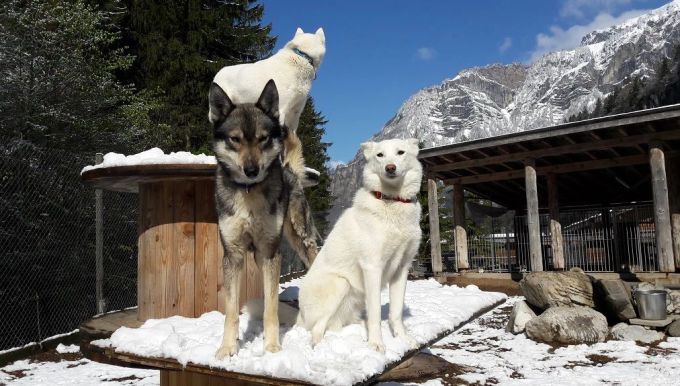 Huskys sind wahre Kraftpakete. 3 Huskys