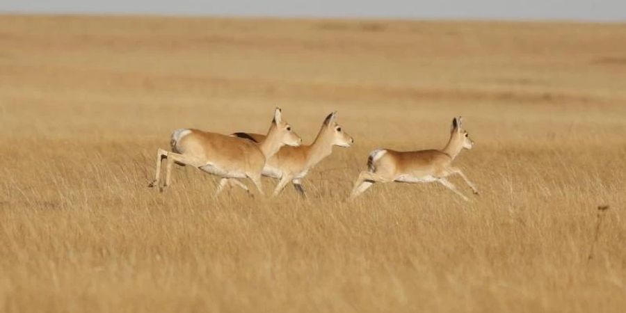 Eine Gruppe von mongolischen Gazellen. Eine Gazelle hat rechnerisch in fünf Jahren den halben Erdball umrundet. Foto: Ariunbaatar/dpa
