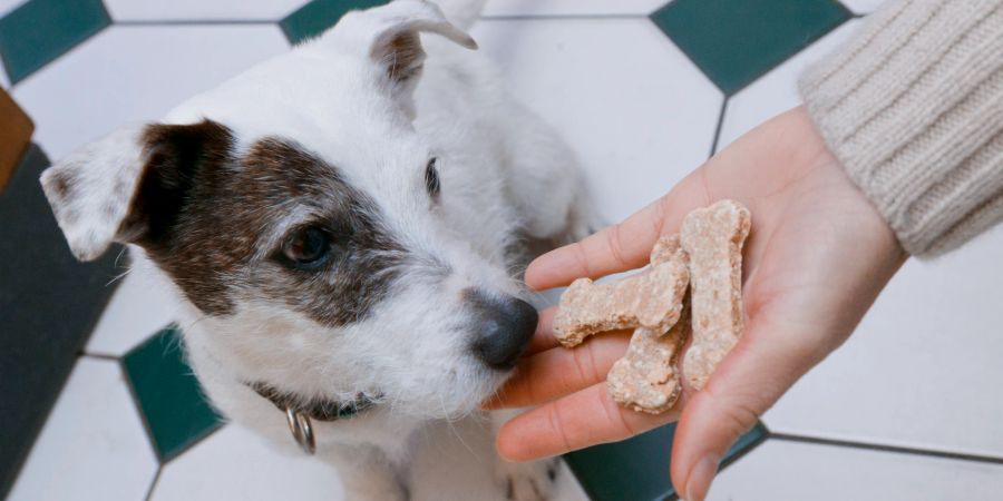 Hund Hand Leckerli