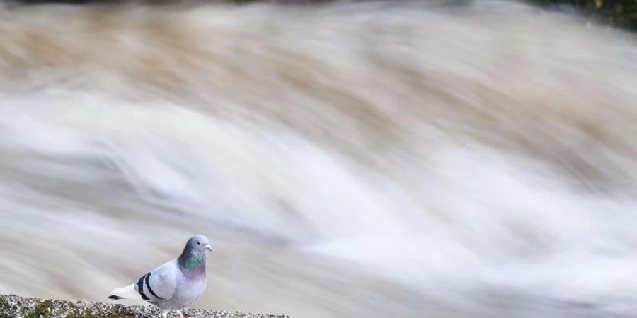 Stärkere Regenfälle hatten die Flusspegel in Niedersachsen Anfang Februar steigen lassen. Foto: Julian Stratenschulte/dpa