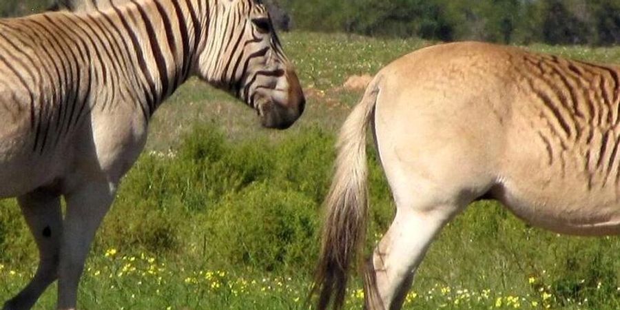 Zwei nahezu streifenlose Rau-Quaggas. Nach jahrzehntelangen Zuchtversuchen steht das Experiment des Quagga-Projekts in Südafrika vor seinem erfolgreichen Abschluss. Foto: Quagga Project/dpa