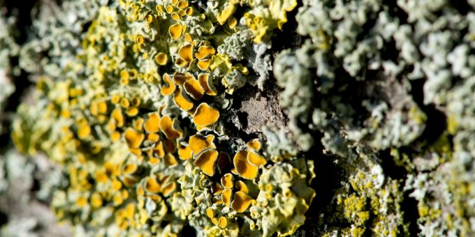 Bunte Flechten an den Ästen und Stämmen von Bäumen sind eine symbiotische Lebensgemeinschaft aus Pilzen und Algen. Flechten gelb weiss grün