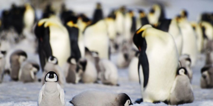 Junge und ausgewachsene Pinguine in der Antarktis.