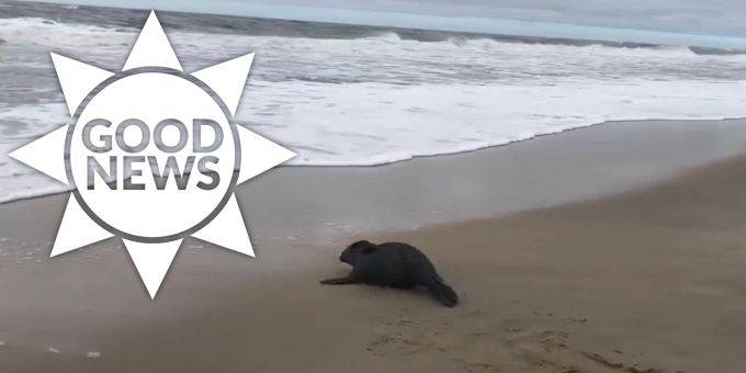 Good News - Auf Kreisel verirrter Seehund kehrt ins Meer zurück