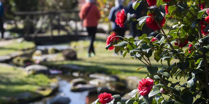 Bern - Locarno feiert die Kamelie und den Frühling