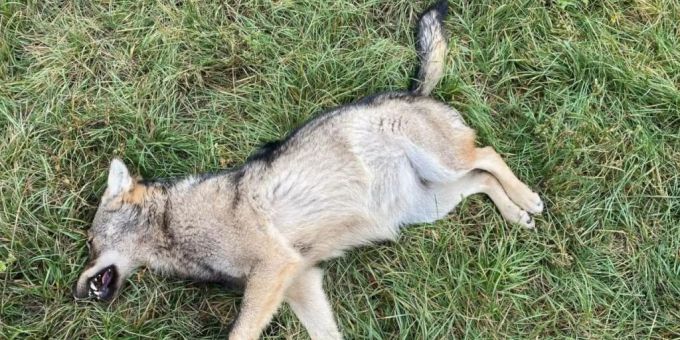 Im Wallis wurden Ende 2021 zwei Wölfe bei Zusammenstössen mit Fahrzeugen getötet. Im Bild der im Pfynwald gefundene Kadaver. (Archivbild) Wolf