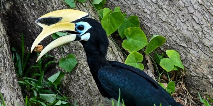 Washington - Studie: Rückgang von Tierarten beeinflusst klimabedingte Anpassung von Pflanzen