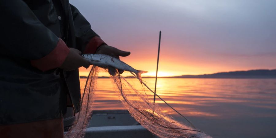 Fische Bodensee Chemikalie