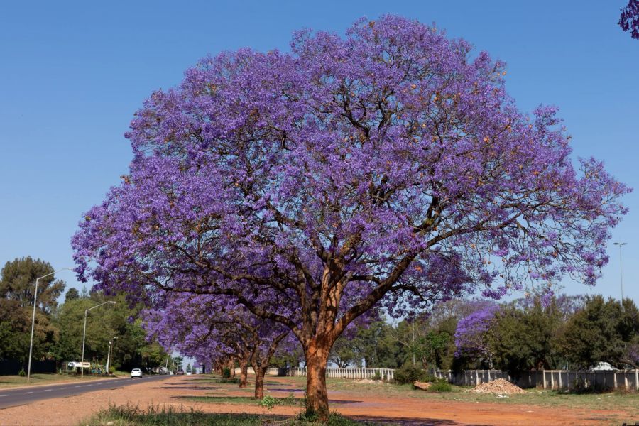 Jacaranda