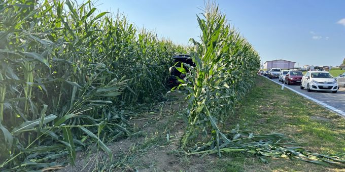 Auw: Auto kommt im Maisfeld zum Stillstand Auto in Maisfeld