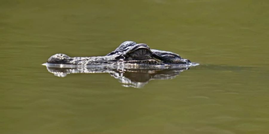 Ein Alligator hat eine Obdachlose zerfleischt.