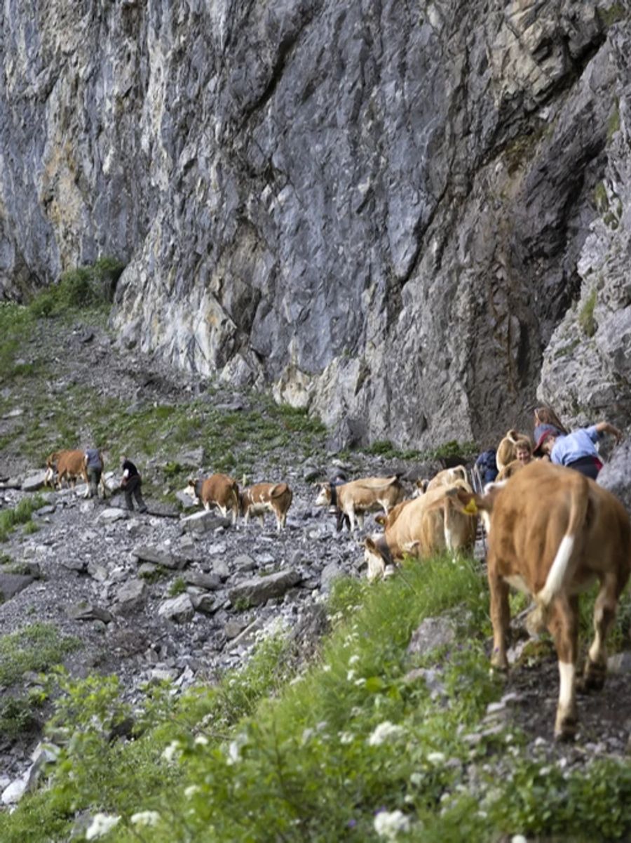 Der Weg zur Engstligenalp hat es in sich. Beim Alpaufzug müssen ihn auch die Kühe auf sich nehmen.