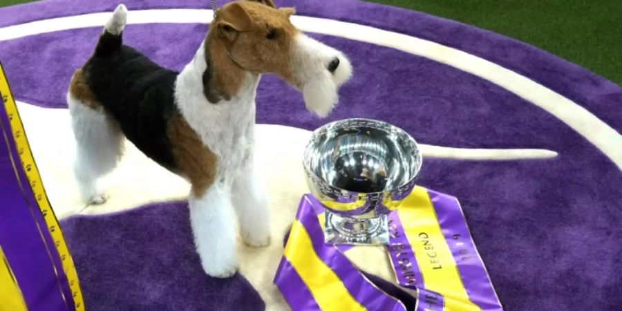 Der Sieger der Westminster-Hundeshow heisst King