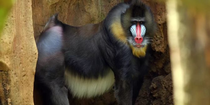 Mandrill