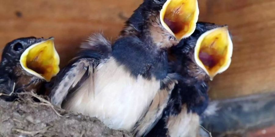 Die Bestände insektenfressender Vögel gehen deutlich zurück. Foto: Rainer Jensen