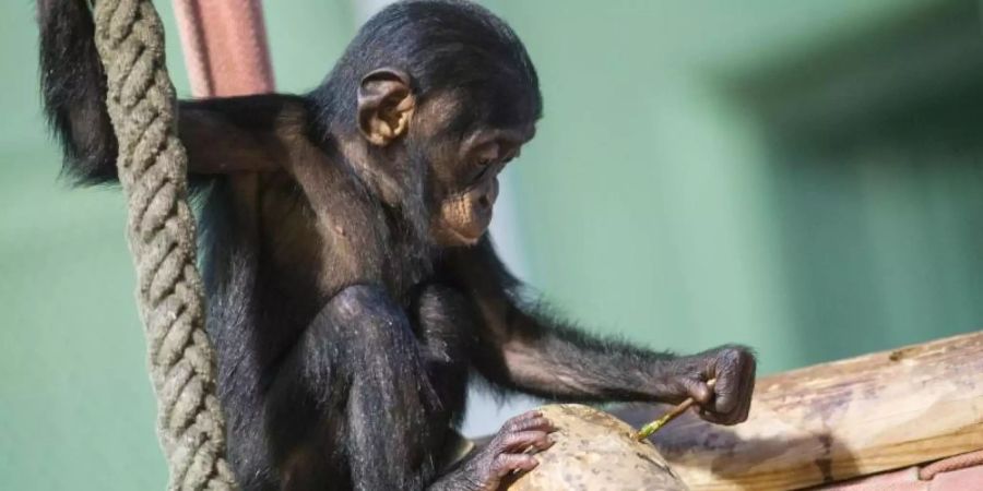 Ein kleiner Schimpanse versucht in seinem Gehege im Zoo mit Hilfe eines Zweiges an Leckereien zu kommen, die in einem Baumstamm versteckt sind. Foto: Paul Zinken/Illustration