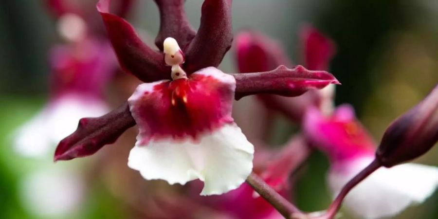 Vom 23. Februar bis 3. März zeigt der Botanische Garten Leipzig eine Orchideenschau. Zu sehen ist dort auch die grösste Orchidee Deutschlands. Foto: Monika Skolimowska
