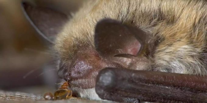 Bettwanzen piesacken ihre Mitgeschöpfe wohl schon weit länger als bisher angenommen. Foto: Mark Chappell/University of Cailfornia, Riverside Bettwanzen piesacken ihre Mitgeschöpfe wohl schon weit länger als bisher angenommen. Foto: Mark Chappell/University of Cailfornia, Riverside