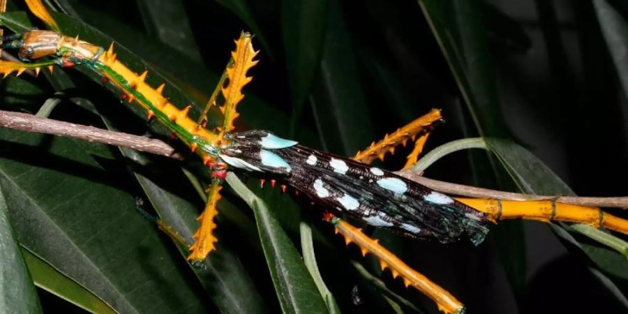 Anders als die meisten Stabschrecken tarnen sich die Männchen der neuen Arten namens Achrioptera manga und Achrioptera maroloko nicht als unscheinbare Äste. Foto: Frank Glaw/SNSB-ZSM