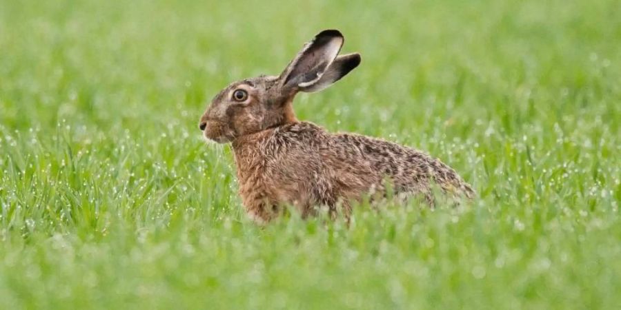 Da freut man sich, wenn man ein dichtes Fell hat: Ein Feldhase sitzt am frühen Morgen auf einem mit Morgentau überzogenen Feld. Foto: Moritz Frankenberg